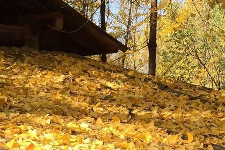 树叶埋在土里可以成为肥料吗