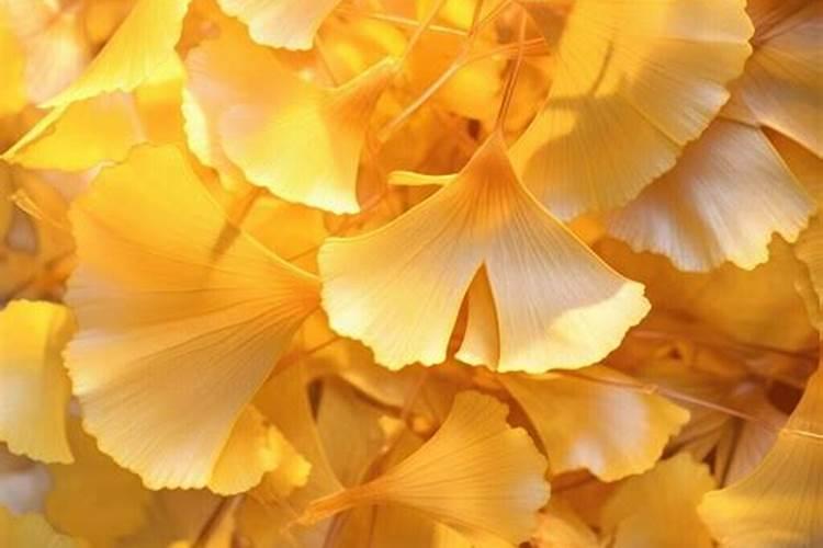 梧桐树和银杏树的叶子图片的区别 梧桐树和银杏树的叶子图片的区别是什...