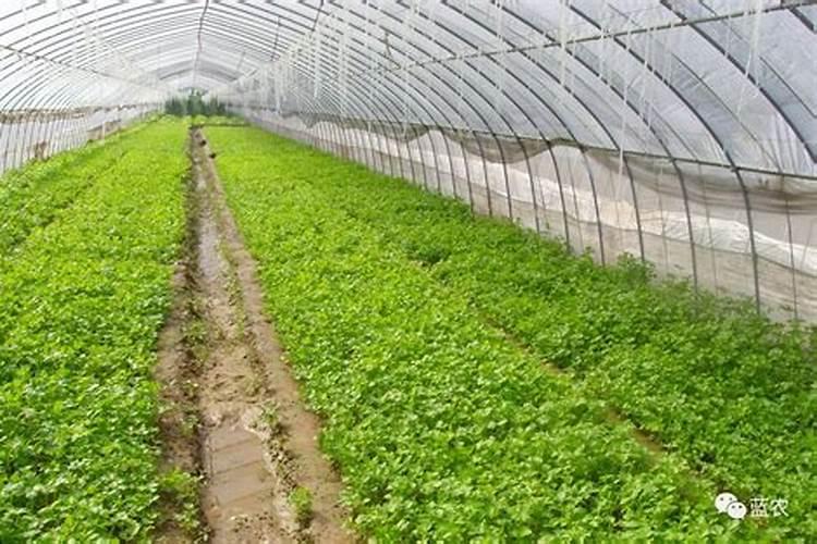 温室大棚种植蔬菜需要注意什么？农户要注意这十点!