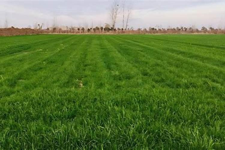 小麦追肥用硝酸磷好吗 什么时候使用效果好