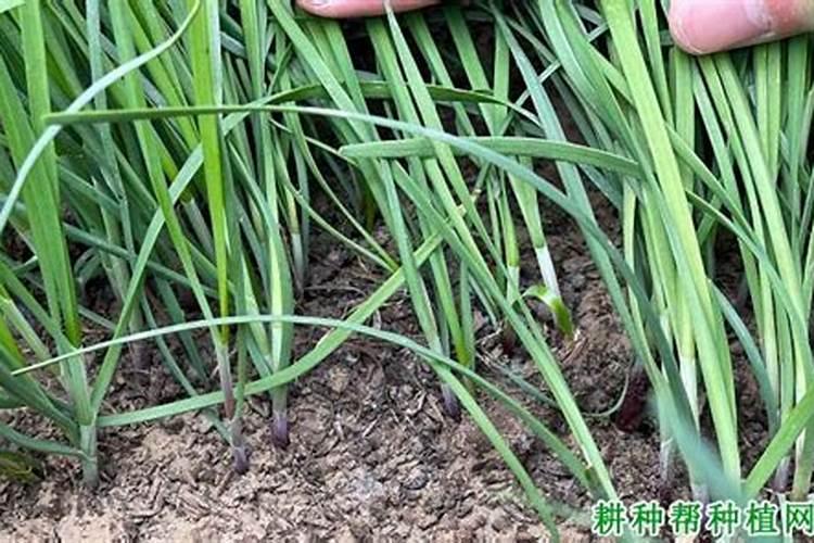 草莓结果实需要授粉么？