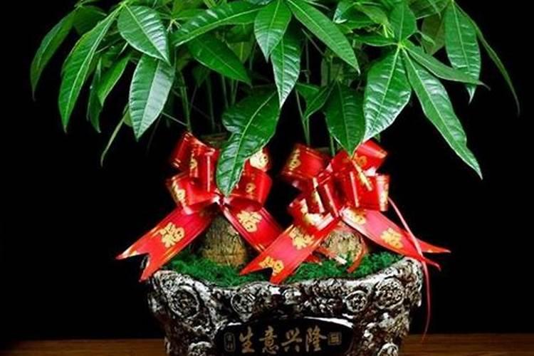 槟榔病虫害病特效配方