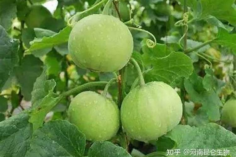 黄瓜施肥注意什么 黄瓜怎么施肥