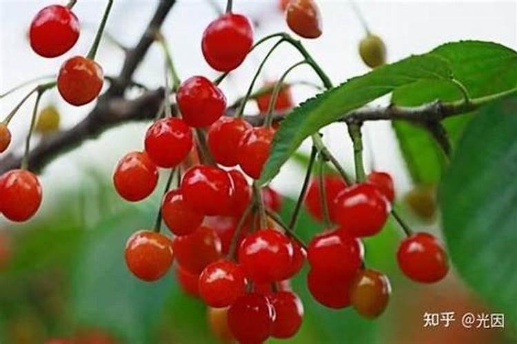 樱桃施什么肥最大最甜
