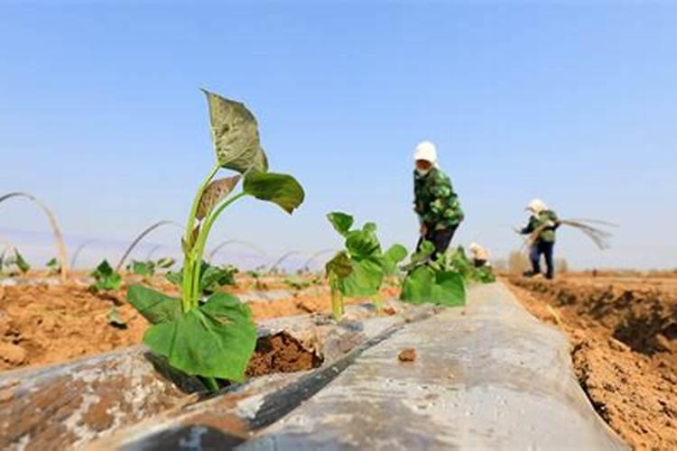 沙糖桔什么时候喷着色剂