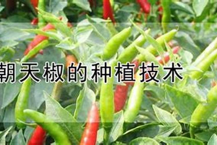 辣椒喷什么叶面肥结果多,多久喷一次