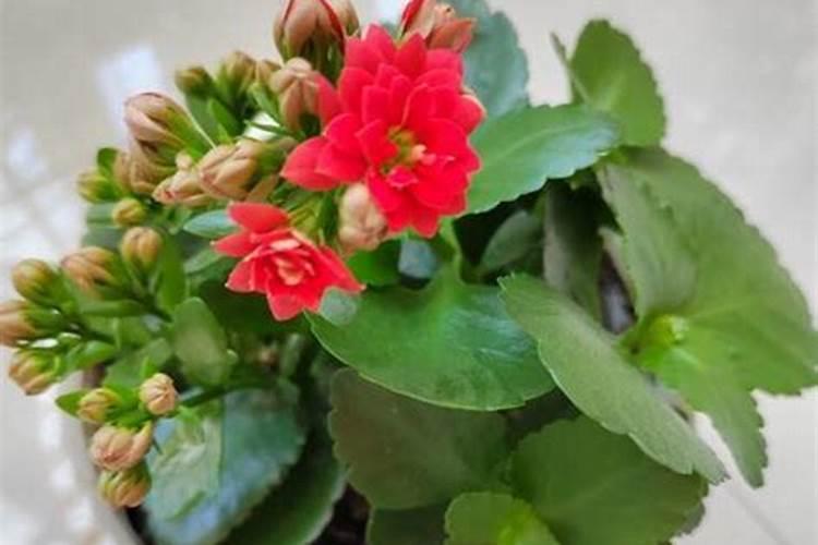 磷酸二氢钾怎么用效果好