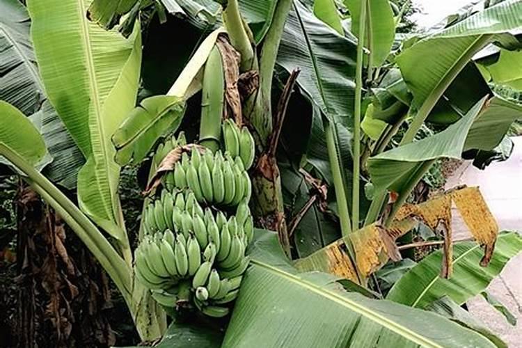 生物有机肥是什么肥料 生物有机肥执行标准有哪些