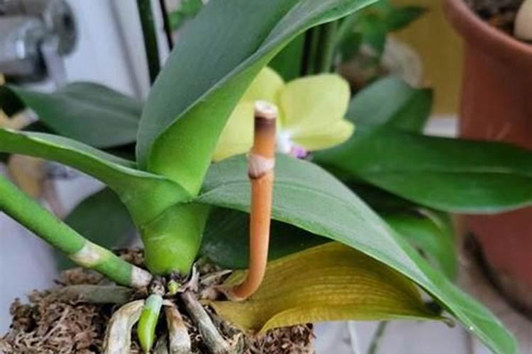 蝴蝶兰花杆变黄是怎么回事？4个原因供你参考
