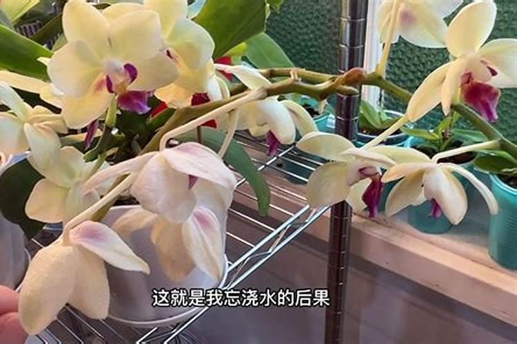 缺镁会造成蝴蝶兰根系发红吗