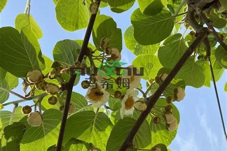 玉米地能打草甘膦吗？