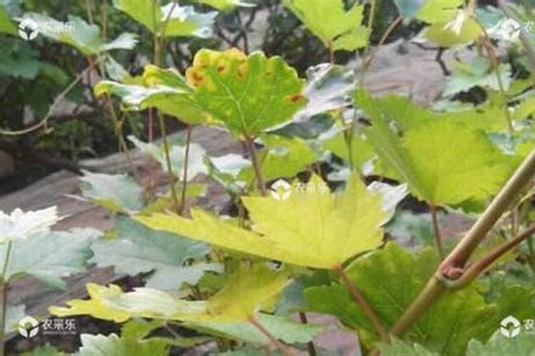 葡萄树的叶子为什么发黄