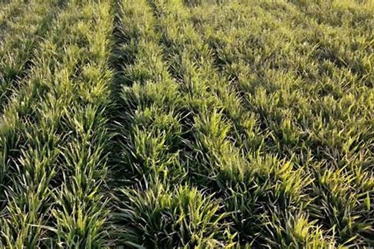 芸苔素内酯使用方法与用量