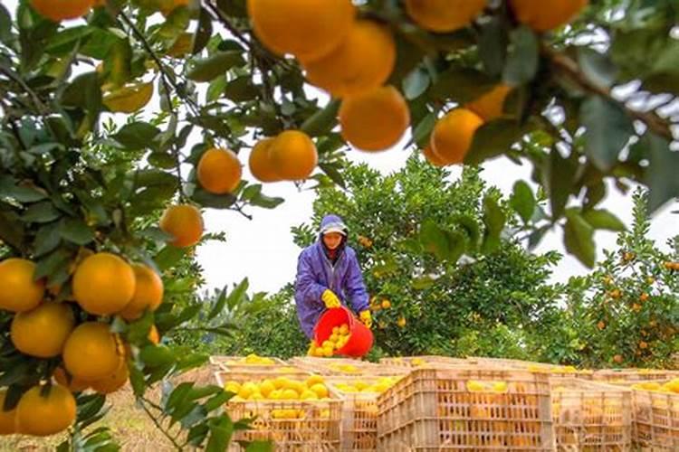 芸苔素能不能促进根茎果实的膨大