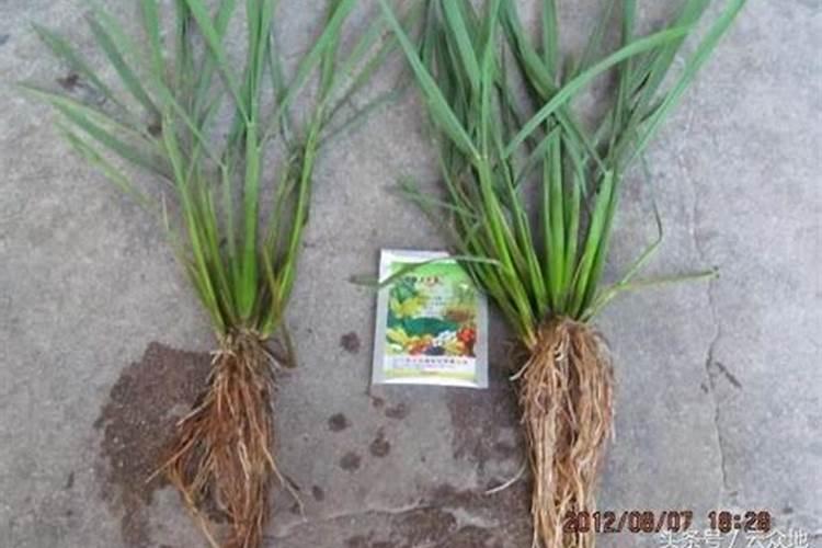 北方盆栽茶花用什么土怎么浇水