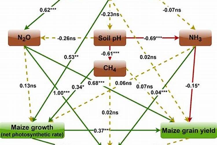小西红柿苗什么时候移栽
