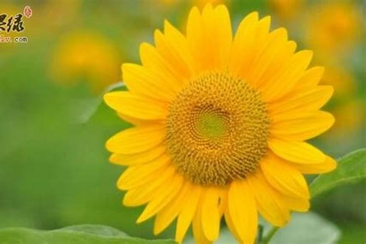 向日葵需肥详细规律花卉百科