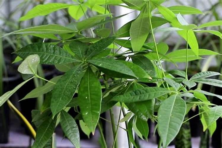 发财树春天施肥方法