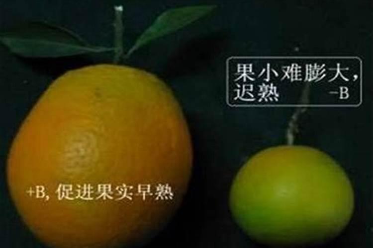 柑橘开花时期适合用啥肥料