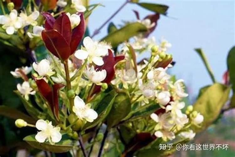 移栽平果树个月后能常浇水吗/叶子发黄什么原因？