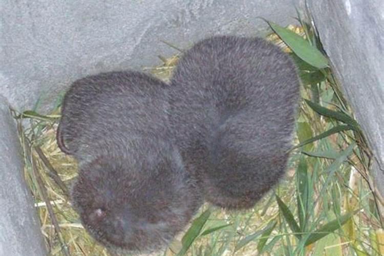 如何给大蒜施返青肥