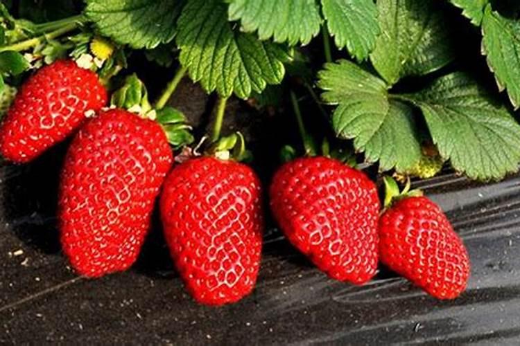 莘县叶面肥:花生应该什么时候喷施叶面肥？喷施什么叶面肥？