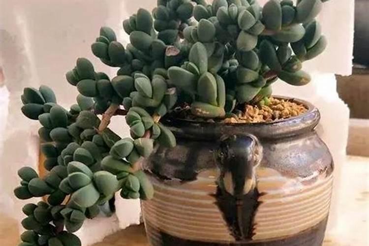 多肉叶插苗可以浇尿素吗？