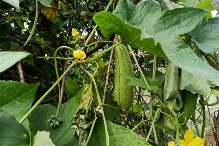 什么时候给油茶施肥最好？