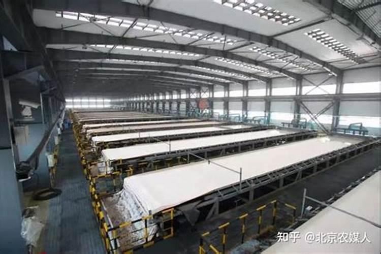 草莓叶子发黄干枯是怎么回事