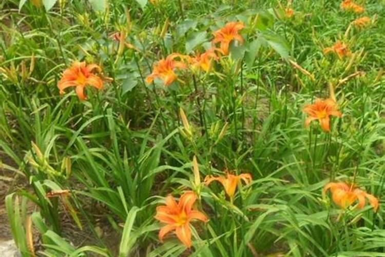 一盆绿萝放几粒复合肥