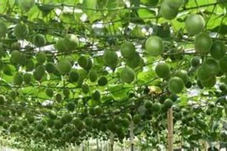 发财树如何施肥