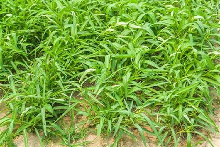 优甲乐是什么药有什么功效