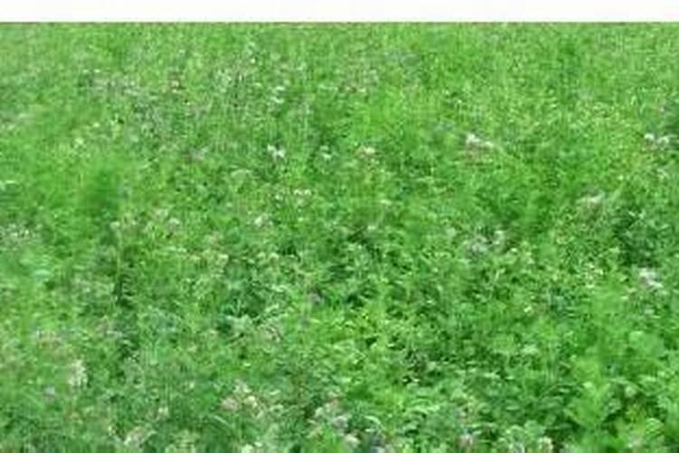 盐碱地紫花苜蓿喷什么叶面肥好？