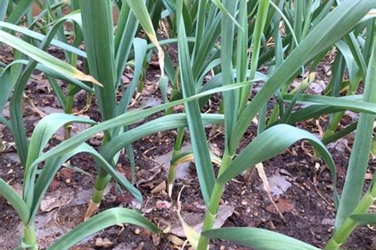 大蒜出苗后多久能施追肥