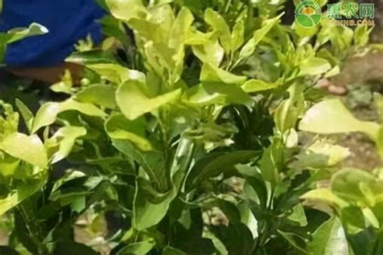 西瓜苗长到一个月下多少复合肥合适