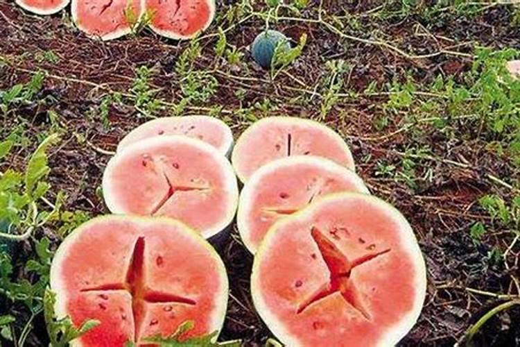 网纹瓜的种植与管理