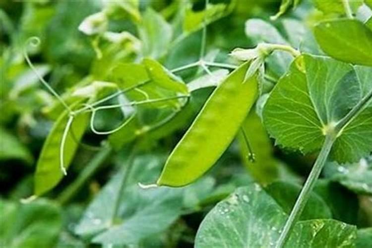 荷兰豆叶子和杆子枯黄怎么回事？