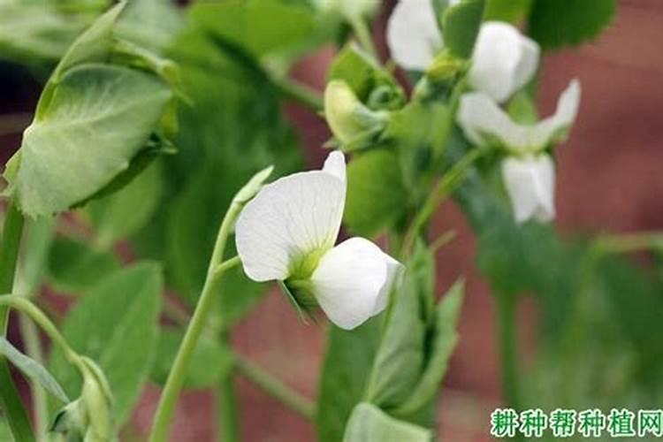 怎样种植豆角可以获得高产量？