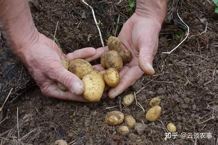 种植马铃薯需要在什么时候施肥