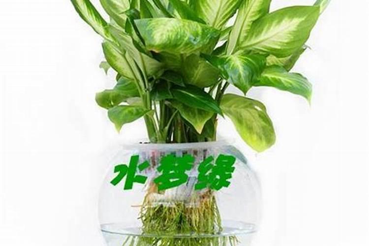 铃兰开完花必须挖出来吗 铃兰种子的种植方法和注意事项