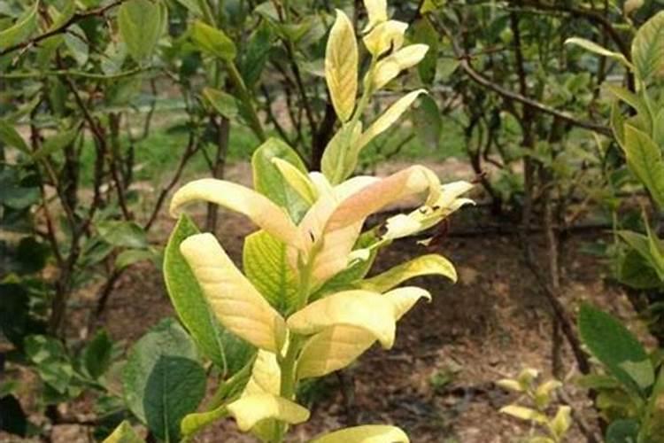 铃兰花谢后怎么处理