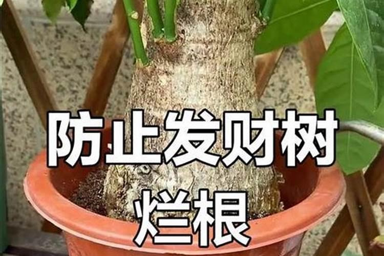 磷酸二氢钾叶面肥作用