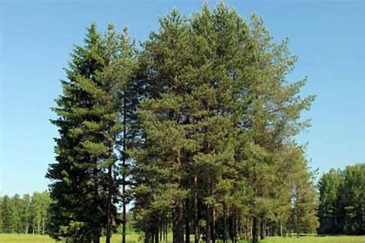 沃柑用什么肥料最好