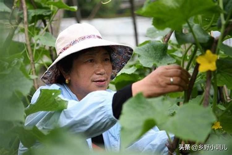 黄瓜开花结果期怎么施肥和管理