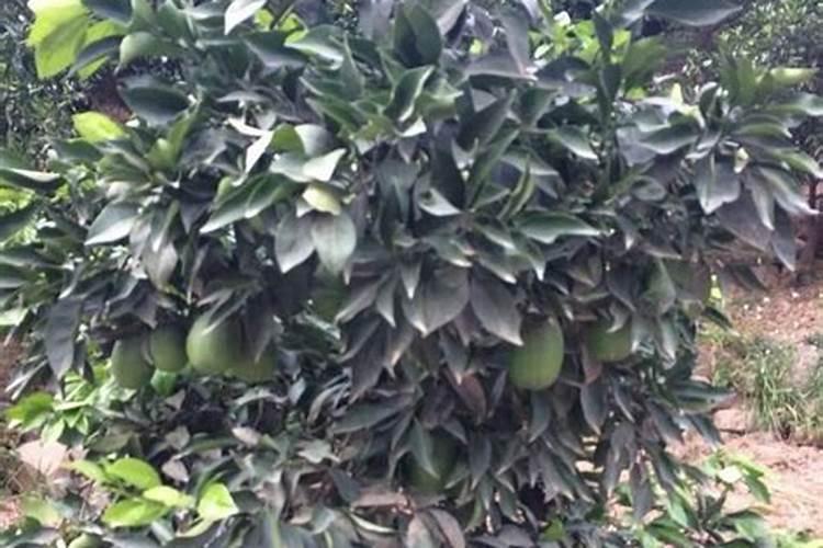 菜枯直接放土里可以吗