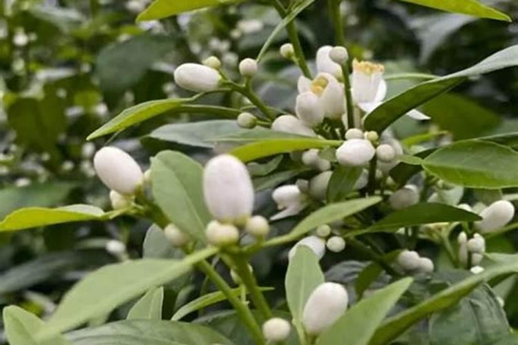 植物生长调节剂有哪些？
