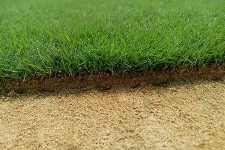 桂花换盆注意事项