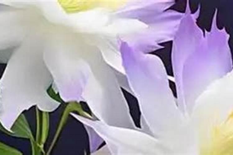 黑橄榄树开花不结果？