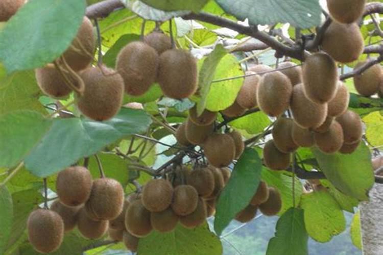 坐果期施什么肥料