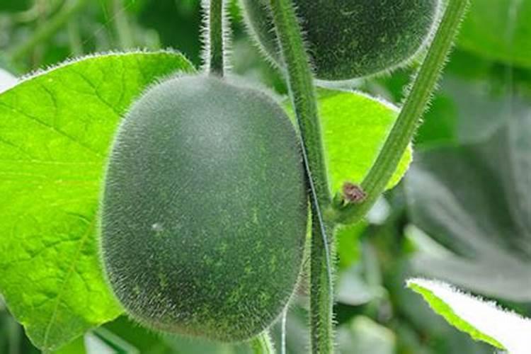 种冬瓜加什么肥料